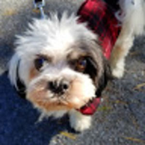 Meet your Posher, Randi